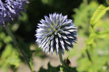 "Small Globe Thistle" flower (or Blue Hedgehog, Southern Globethistle) in St. Gallen, Switzerland. Its Latin name is Echinops Ritro, native to eastern Europe and western Asia.