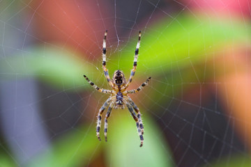 Spider in Web