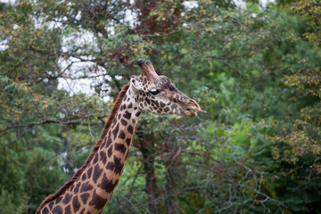 Masai Giraffi