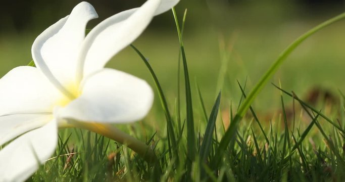 Micro shot of the Flowers