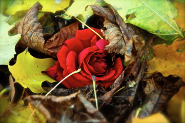 A red rose covered in Autum leaves