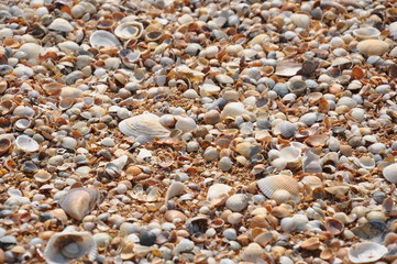 Sea shells at the beach shore