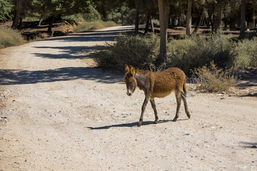 Cute donkey goes across the street.