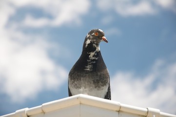 A pigeon watching from the rooftop with the blue sky on the backgroud