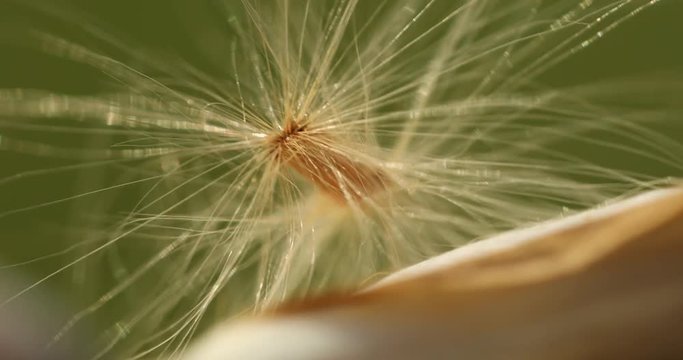 Micro shot of the Flowers
