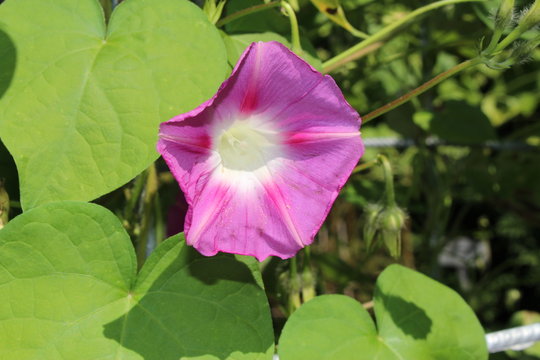 Pink "Common Morning Glory" flower (or Tall Morning Glory) in St. Gallen, Switzerland. Its Latin name is Ipomoea Purpurea (Syn Pharbitis Purpurea), native to tropical America.