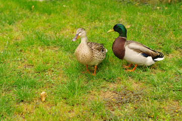 Two Mallard Ducks on green grass. Duck and drake have a rest on a green bright grass