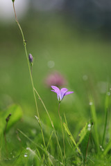 Flower purple bell on the nature