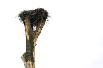 A stork's nest, reared on an old tree in the village