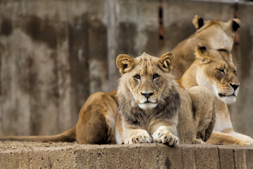 Lions