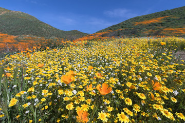 California Golden Poppy and Goldfields blooming in Walker Canyon, Lake Elsinore, CA