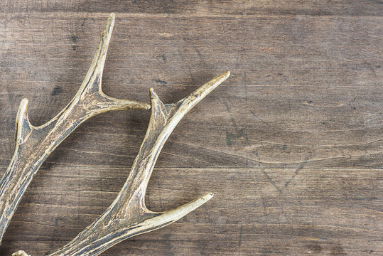 deer antlers on a wooden background with copy space