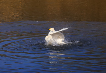 white Swan fun splashing in the lake splashing drops