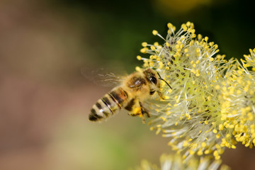 Biene bestäubt Weidenkätzchen, Natur, Insekten