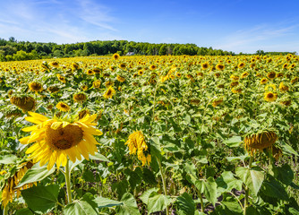 Obraz premium Sunflower field