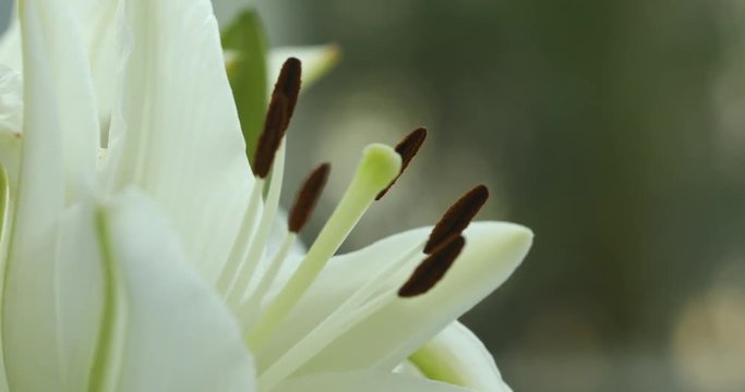 Micro shot of the Flowers