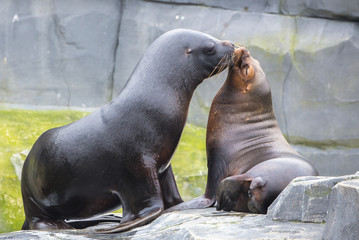 Naklejka premium California sea lion, Zalophus californianus, kiss