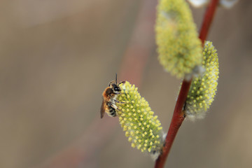 willow buds © sosnytskyi