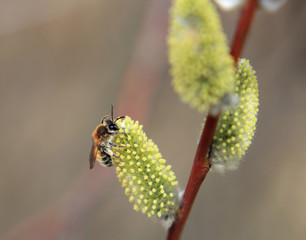 willow buds © sosnytskyi
