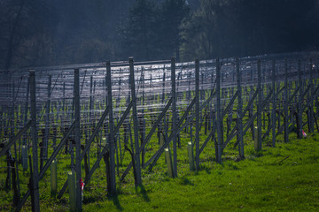 Weinreben im Frühling