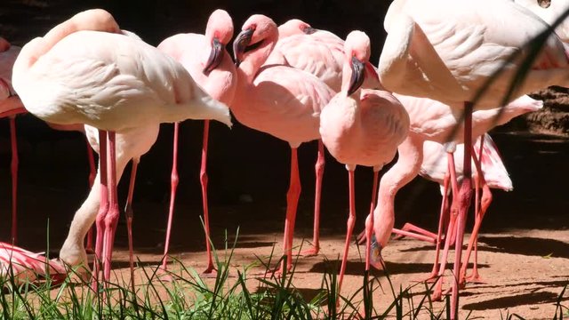 flaments roses