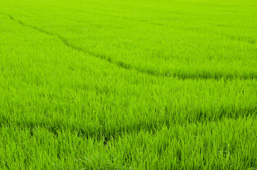 The rice farm in the country, Agricultural site in, Thailand