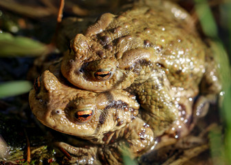 Krötenpaar vor der Wanderung, Natur, Tiere