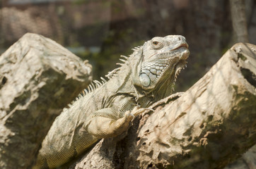Iguana in the zoo open, Thailand