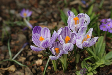 Lila gestreifte Krokusse