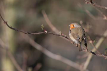 Bird in spring - European robin (Erithacus rubecula).