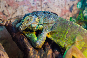 iguana sits on a branch