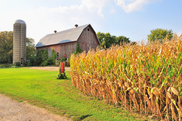 A browning, highly mature corn crop awaits harvest in early fall on a rural northeastern Illinois farm. © Bruce Leighty