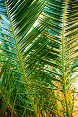 A branch of a palm tree close-up. Date tree in Montenegro.