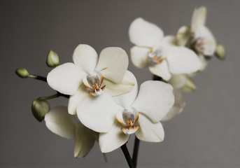 Fototapeta na wymiar Vintage white orchids. Retro white orchids