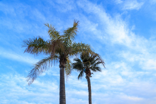 Two kind of palm tree with blue sky
