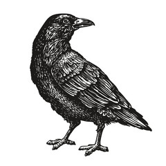 Hand-drawn black crow. Raven, bird sketch, vector illustration - obrazy, fototapety, plakaty