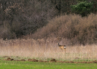 Naklejka na ściany i meble Deer standing at the edge of the forest