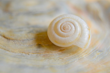 shell