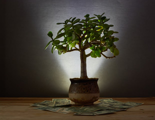 The photograph shows a money tree (Crassula), and money. Crassula in the teachings of Feng Shui...