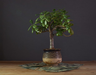 The photograph shows a money tree (Crassula), and money. Crassula in the teachings of Feng Shui symbolizes wealth.