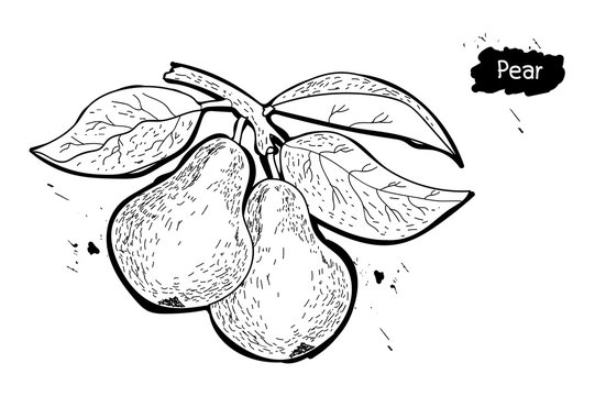 two ripe pears on a tree with leaves on white background with splashes.black and white silhouette. drawing hands. Doodle.