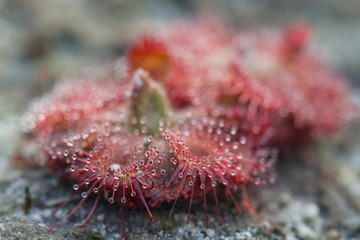 Sundew (Drosera) lives on swamps insects sticky leaves. Leaf of Sundew.