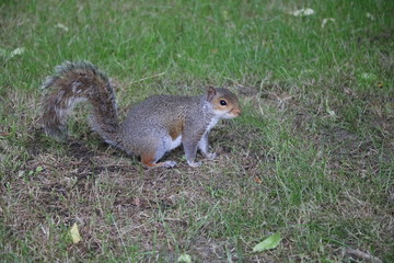 Gray Squirrel in St. James's Park in London, United Kingdom