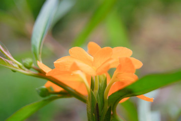 Orange Bloom