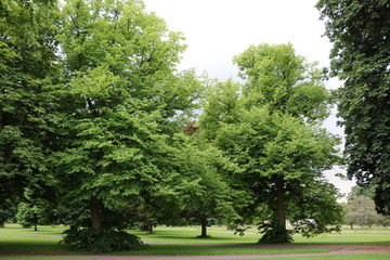 Fototapeta na wymiar Old trees in Hyde Park in London, United Kingdom