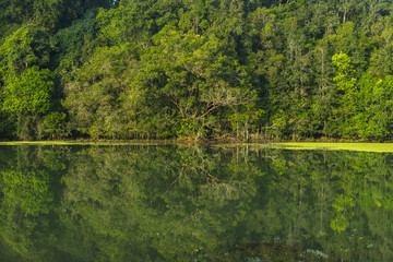 forest reflection on water lake