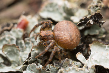 Crab spider, Ozyptila praticola on lichen