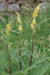Blooming velvet plant, Verbascum