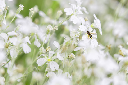 Полосатая муха журчалка (Syrphidae) помогает опылению в саду весной