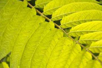 Close up of a mimosa leaf